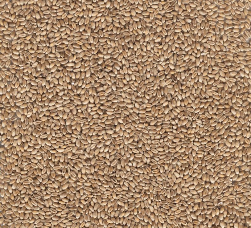 Feed Wheat - Biologically grown